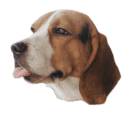 Beagle Dog Cooper sticker #15763931