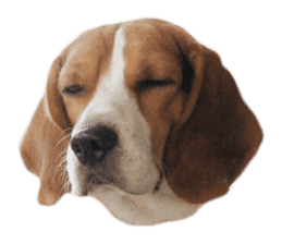 Beagle Dog Cooper sticker #15763932