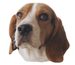 Beagle Dog Cooper sticker #15763933