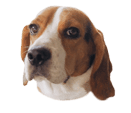Beagle Dog Cooper sticker #15763934