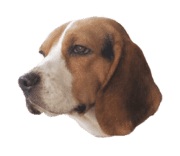 Beagle Dog Cooper sticker #15763935