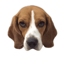 Beagle Dog Cooper sticker #15763936