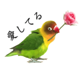 LOVEBIRDS STICKERS sticker #15764594