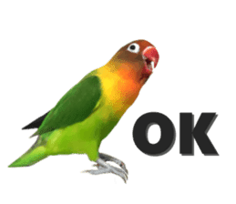 LOVEBIRDS STICKERS sticker #15764597