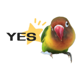LOVEBIRDS STICKERS sticker #15764599