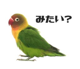 LOVEBIRDS STICKERS sticker #15764601