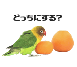 LOVEBIRDS STICKERS sticker #15764604