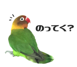 LOVEBIRDS STICKERS sticker #15764606