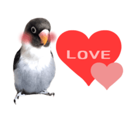 LOVEBIRDS STICKERS sticker #15764611