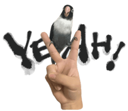 LOVEBIRDS STICKERS sticker #15764613