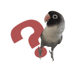 LOVEBIRDS STICKERS sticker #15764615