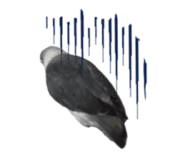 LOVEBIRDS STICKERS sticker #15764624