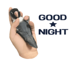 LOVEBIRDS STICKERS sticker #15764627