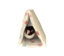 LOVEBIRDS STICKERS sticker #15764629