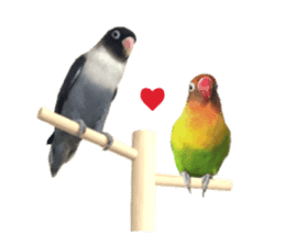 LOVEBIRDS STICKERS sticker #15764631