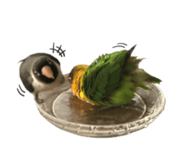 LOVEBIRDS STICKERS sticker #15764633