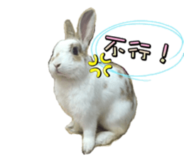 Two Rabbits' Life sticker #15764636