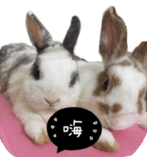 Two Rabbits' Life sticker #15764640