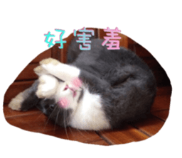 Two Rabbits' Life sticker #15764647