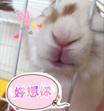 Two Rabbits' Life sticker #15764650