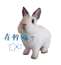 Two Rabbits' Life sticker #15764657