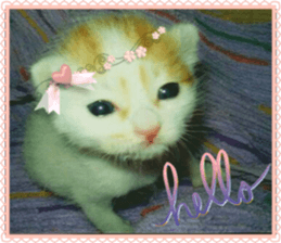 Lovely Cats #1 sticker #15764950
