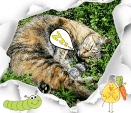 Lovely Cats #1 sticker #15764952