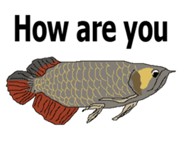 We are fish sticker #15767227