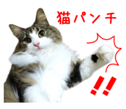 Real CAT Norwegian Forest Cat sticker #15768236