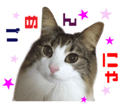 Real CAT Norwegian Forest Cat sticker #15768237