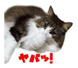 Real CAT Norwegian Forest Cat sticker #15768238
