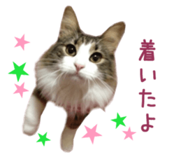 Real CAT Norwegian Forest Cat sticker #15768239