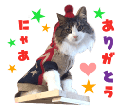 Real CAT Norwegian Forest Cat sticker #15768240