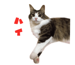 Real CAT Norwegian Forest Cat sticker #15768241
