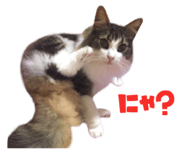 Real CAT Norwegian Forest Cat sticker #15768242