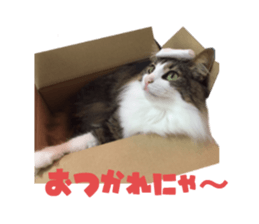 Real CAT Norwegian Forest Cat sticker #15768243