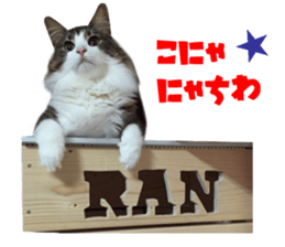 Real CAT Norwegian Forest Cat sticker #15768244