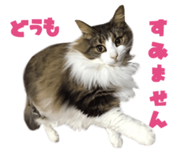 Real CAT Norwegian Forest Cat sticker #15768245