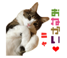 Real CAT Norwegian Forest Cat sticker #15768246