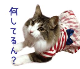 Real CAT Norwegian Forest Cat sticker #15768247