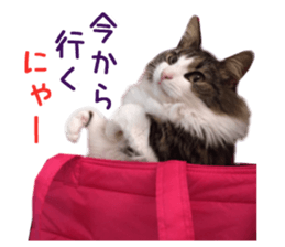 Real CAT Norwegian Forest Cat sticker #15768248