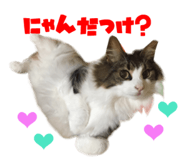 Real CAT Norwegian Forest Cat sticker #15768249