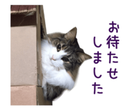 Real CAT Norwegian Forest Cat sticker #15768250