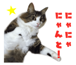 Real CAT Norwegian Forest Cat sticker #15768255