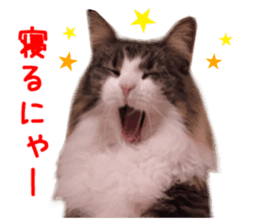 Real CAT Norwegian Forest Cat sticker #15768256