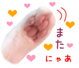 Real CAT Norwegian Forest Cat sticker #15768257