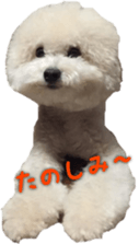 toy poodle chiroru sticker vol.1 sticker #15769190