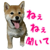 Shibainu puppy 3 sticker #15769370