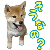 Shibainu puppy 3 sticker #15769371