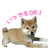 Shibainu puppy 3 sticker #15769373